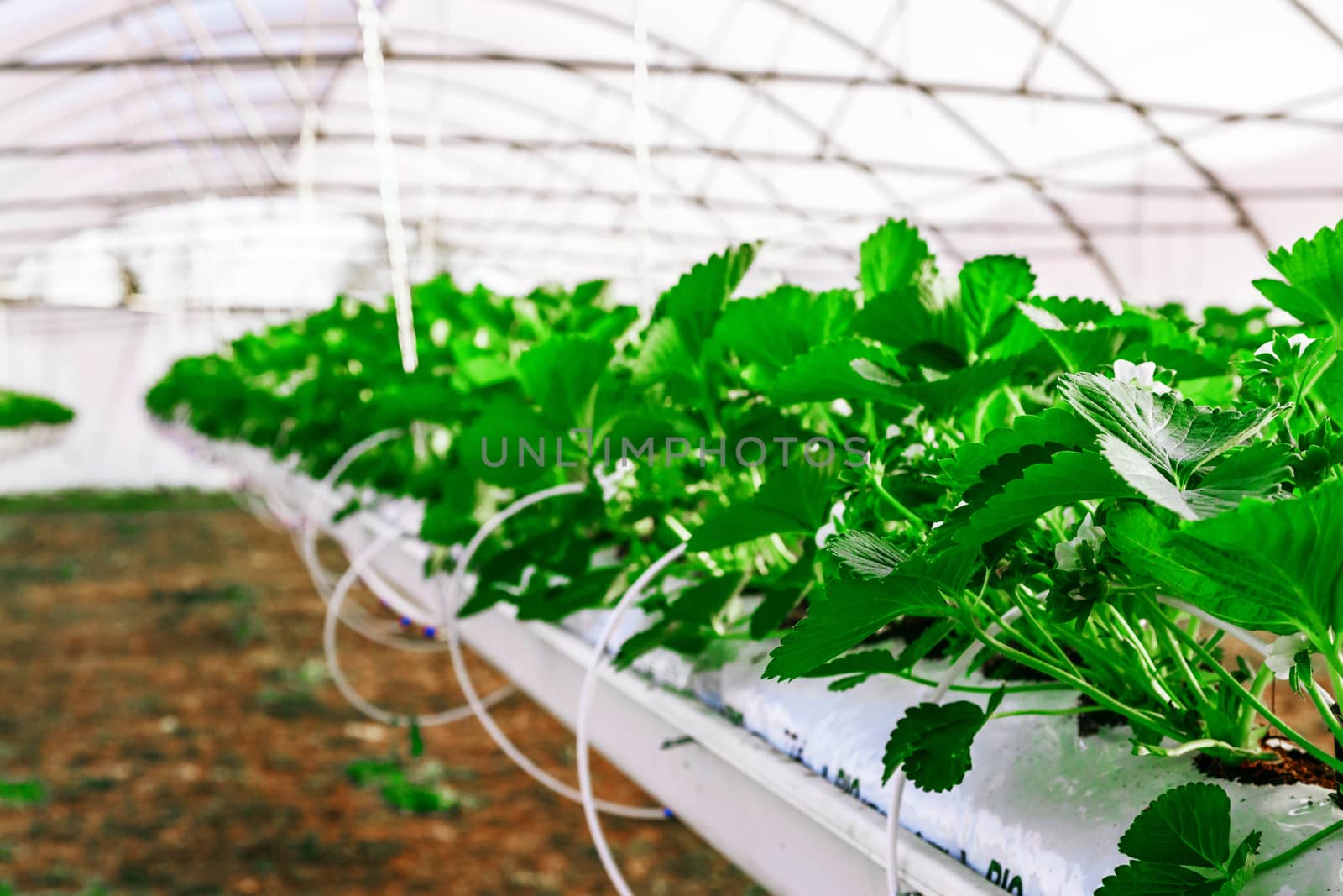 Inside view on Greenhouse for the cultivation strawberry by pixinoo