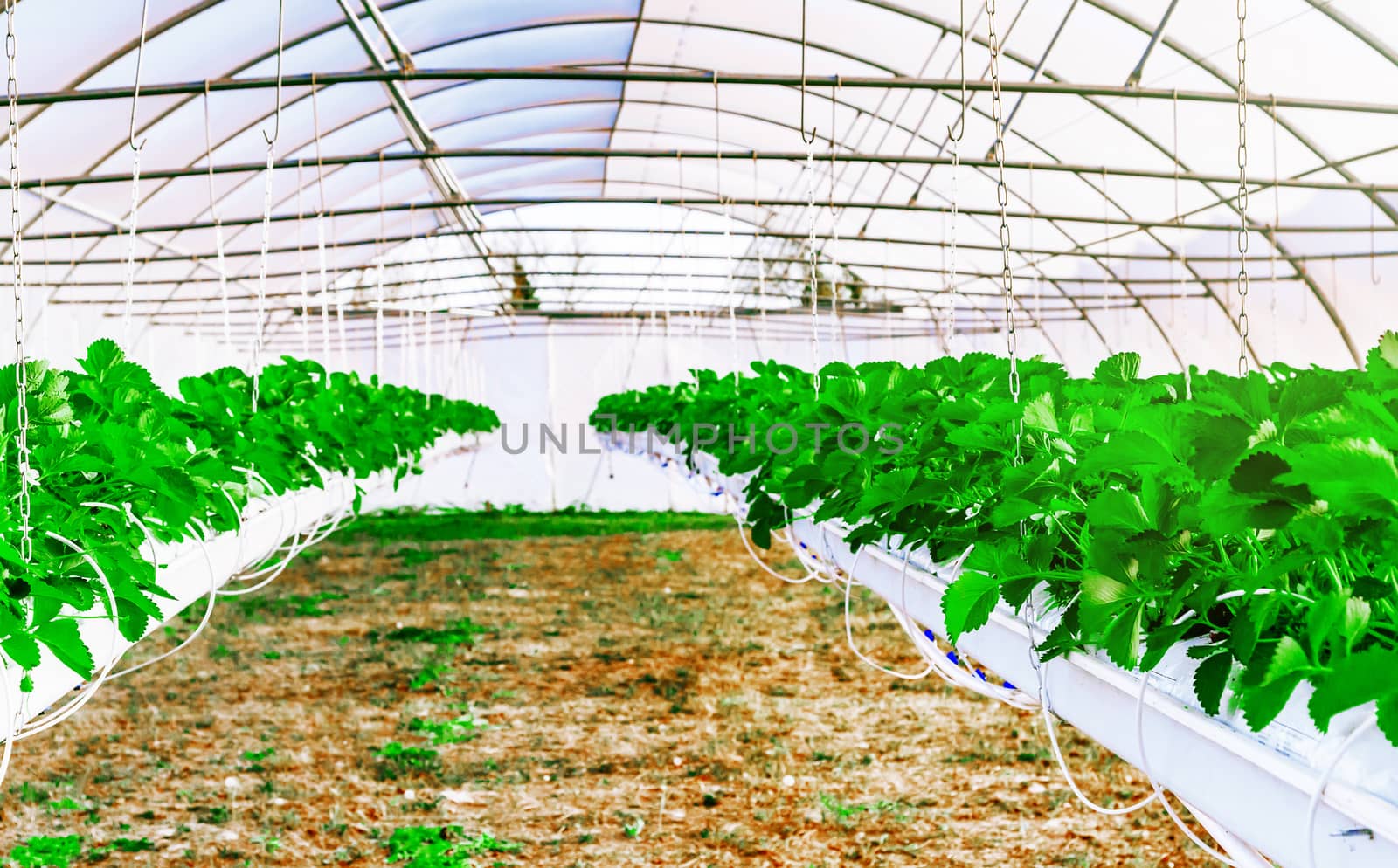 Inside view on Greenhouse for the cultivation strawberry by pixinoo