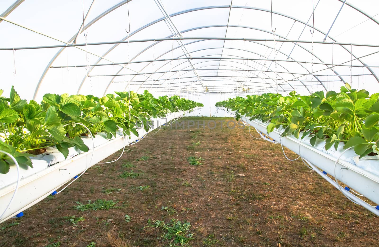 Inside view on Greenhouse for the cultivation strawberry by pixinoo