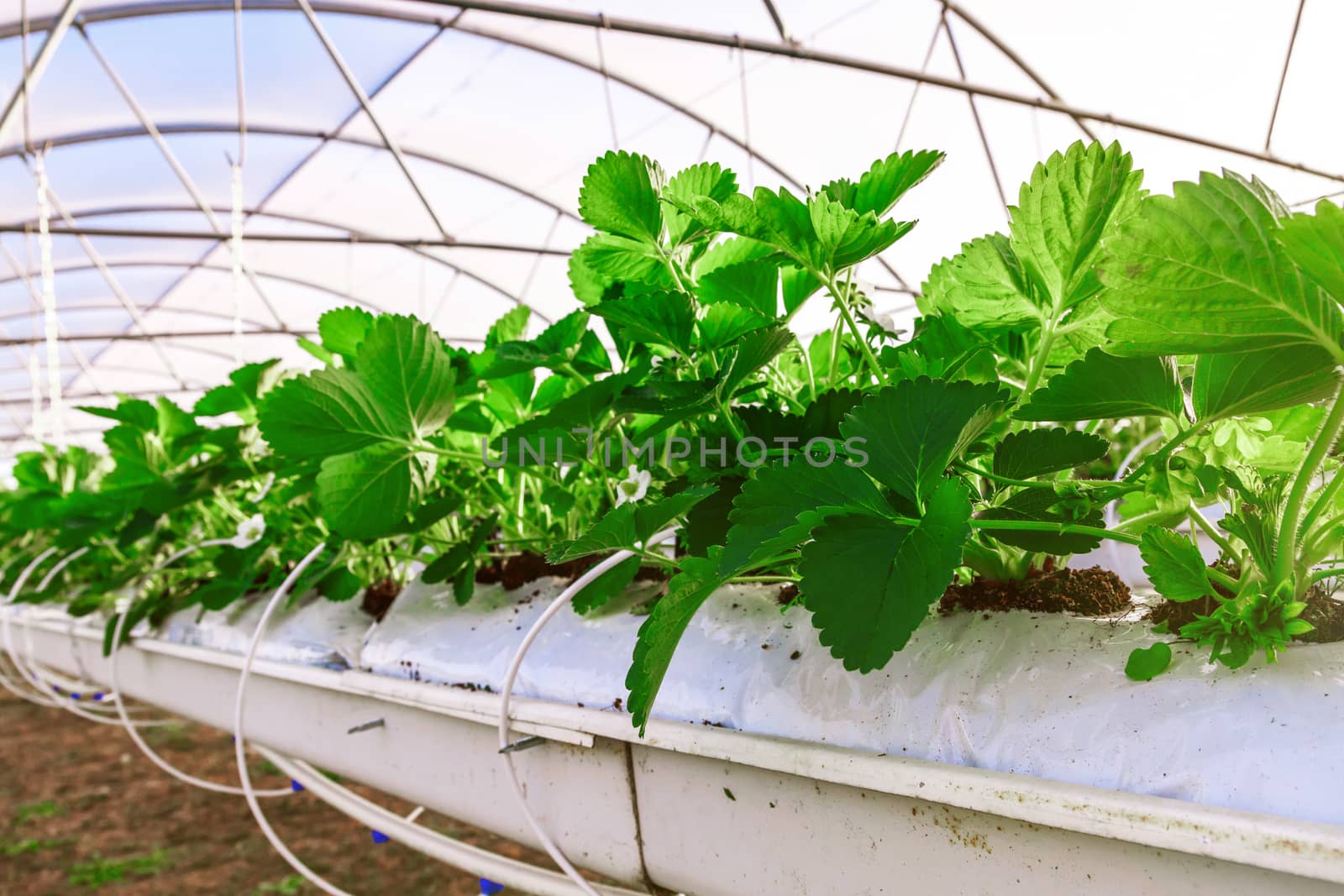 Close-up view on strawberry plant on greenhouse