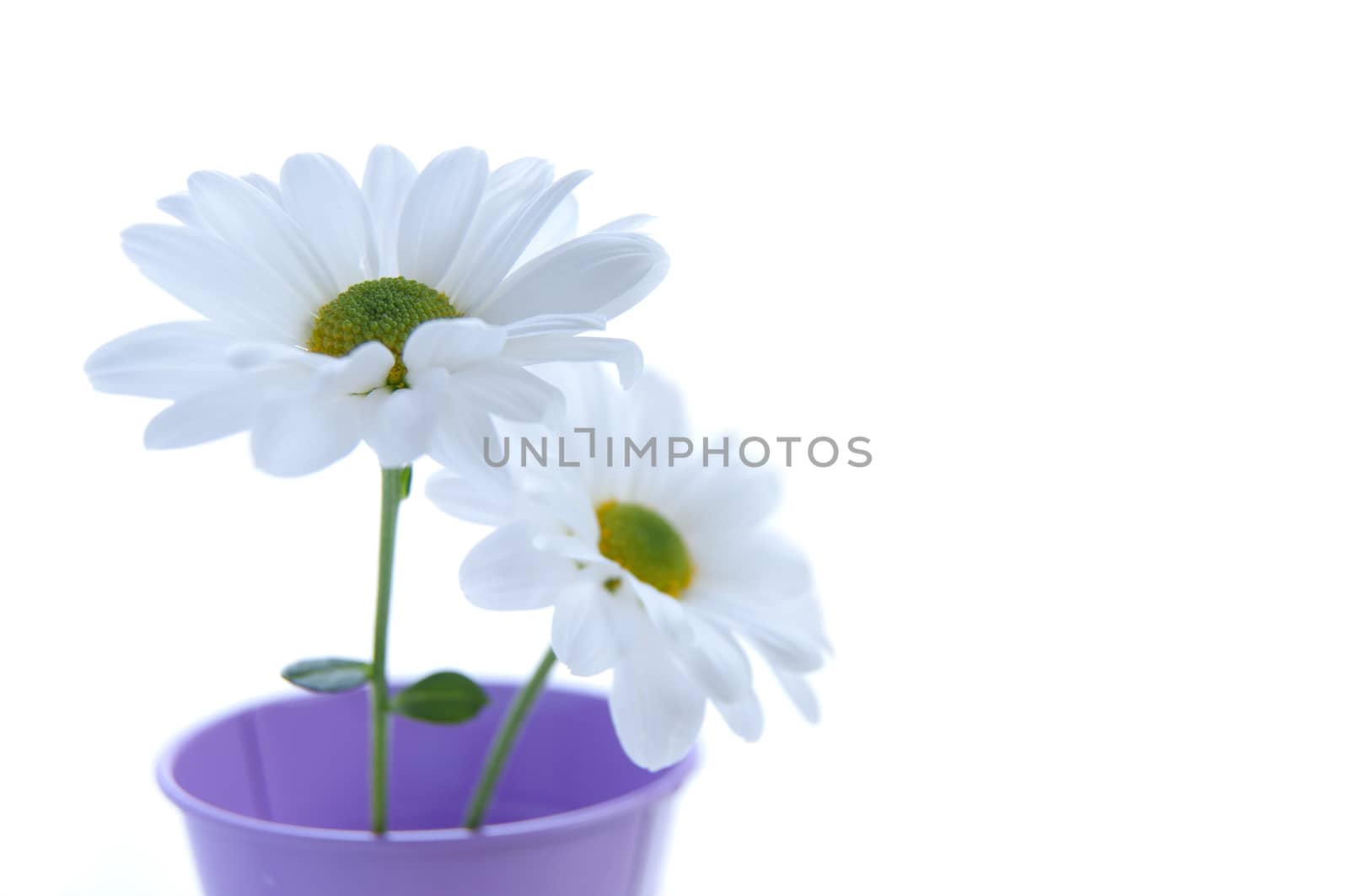 Two isolated white spring daisies in a plant pot 