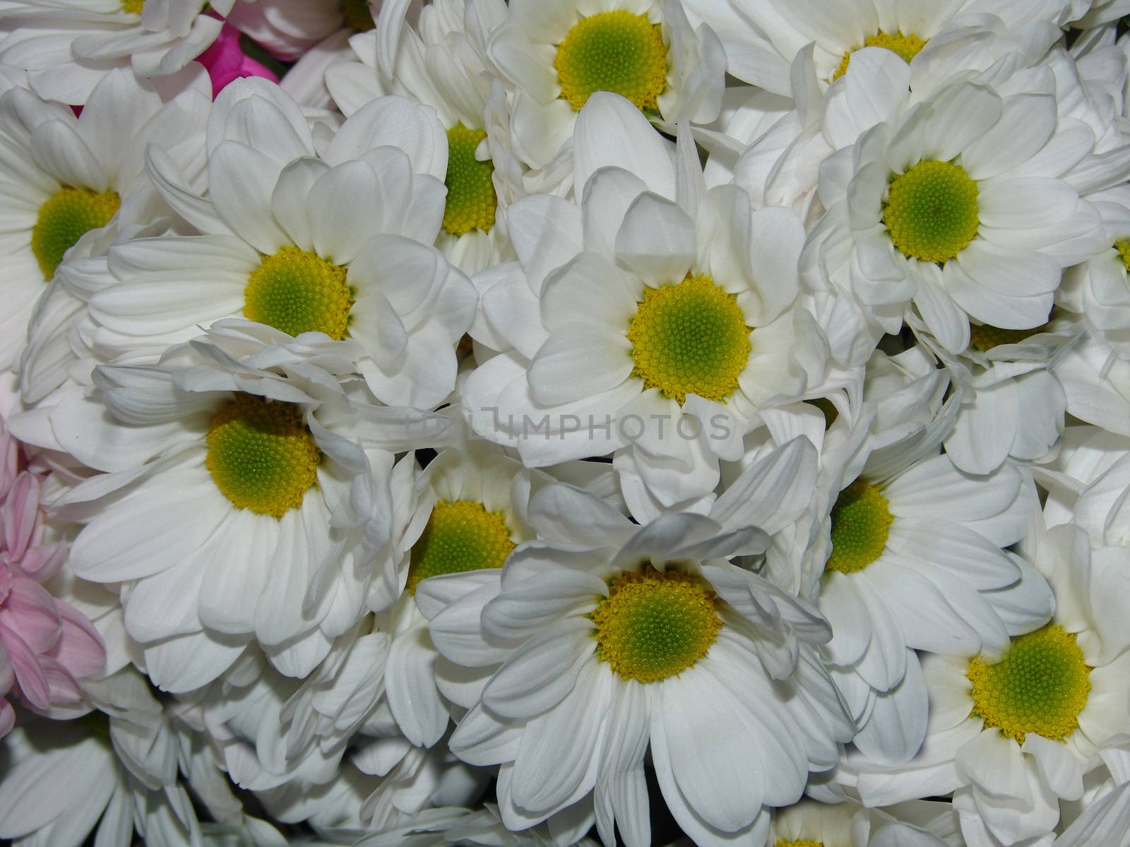 Background of fresh flowers by elena_vz