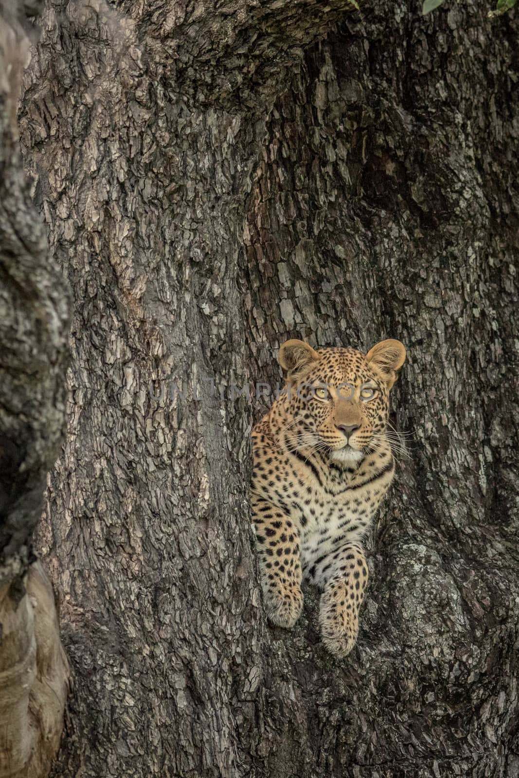 Leopard in a tree in the Okavango delta, Botswana.