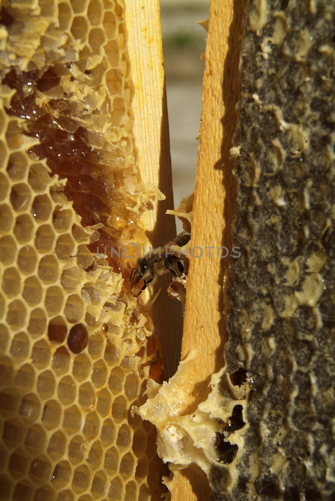 Bees in a beehive on honeycomb