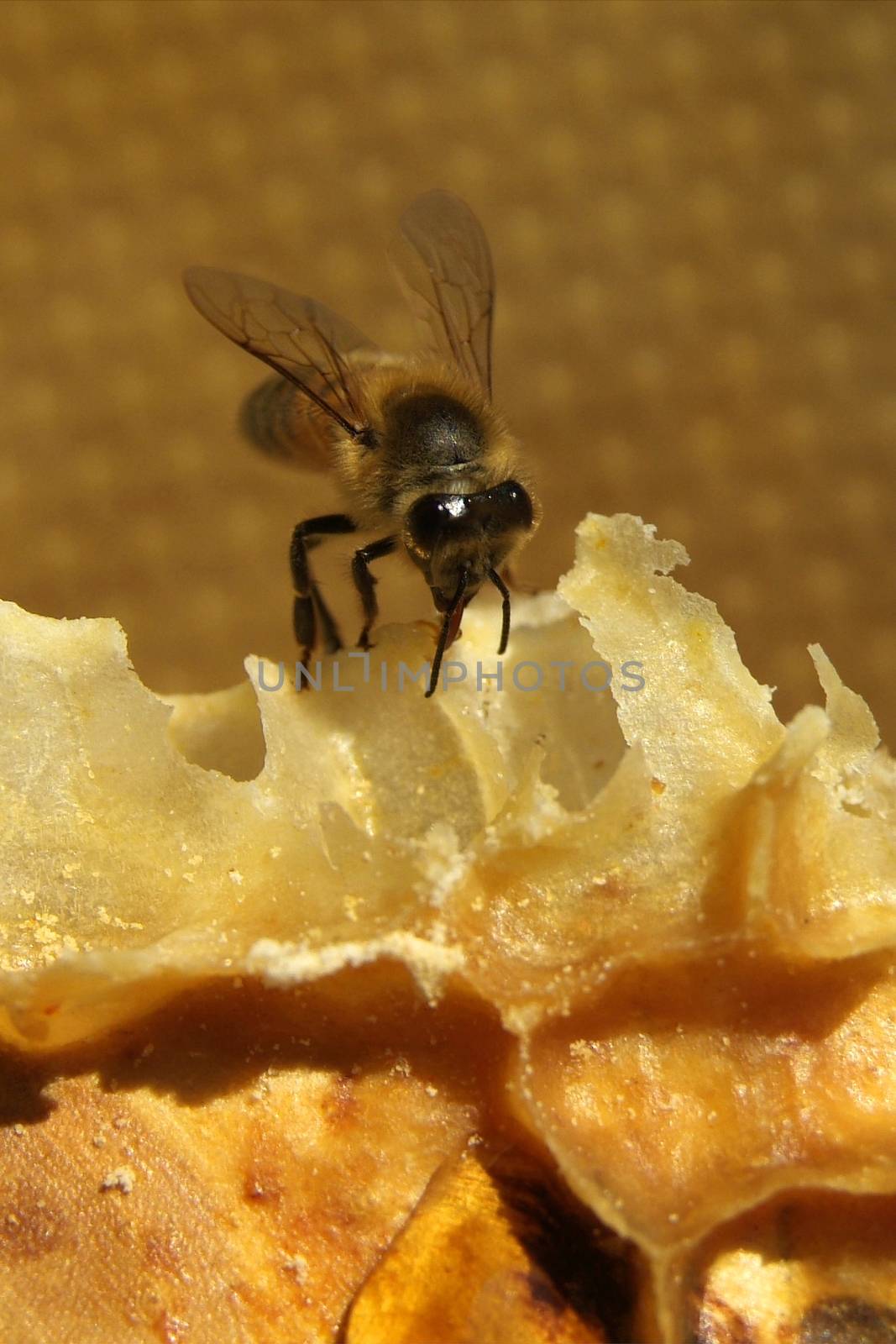 Bees in a beehive on honeycomb