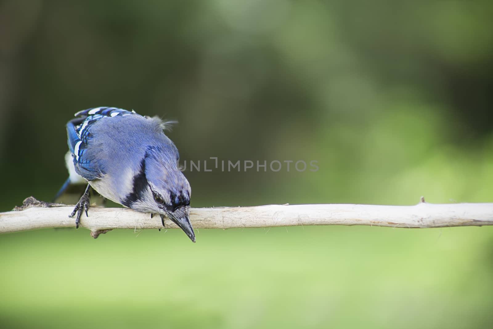 Blue jay on a branch against a green background