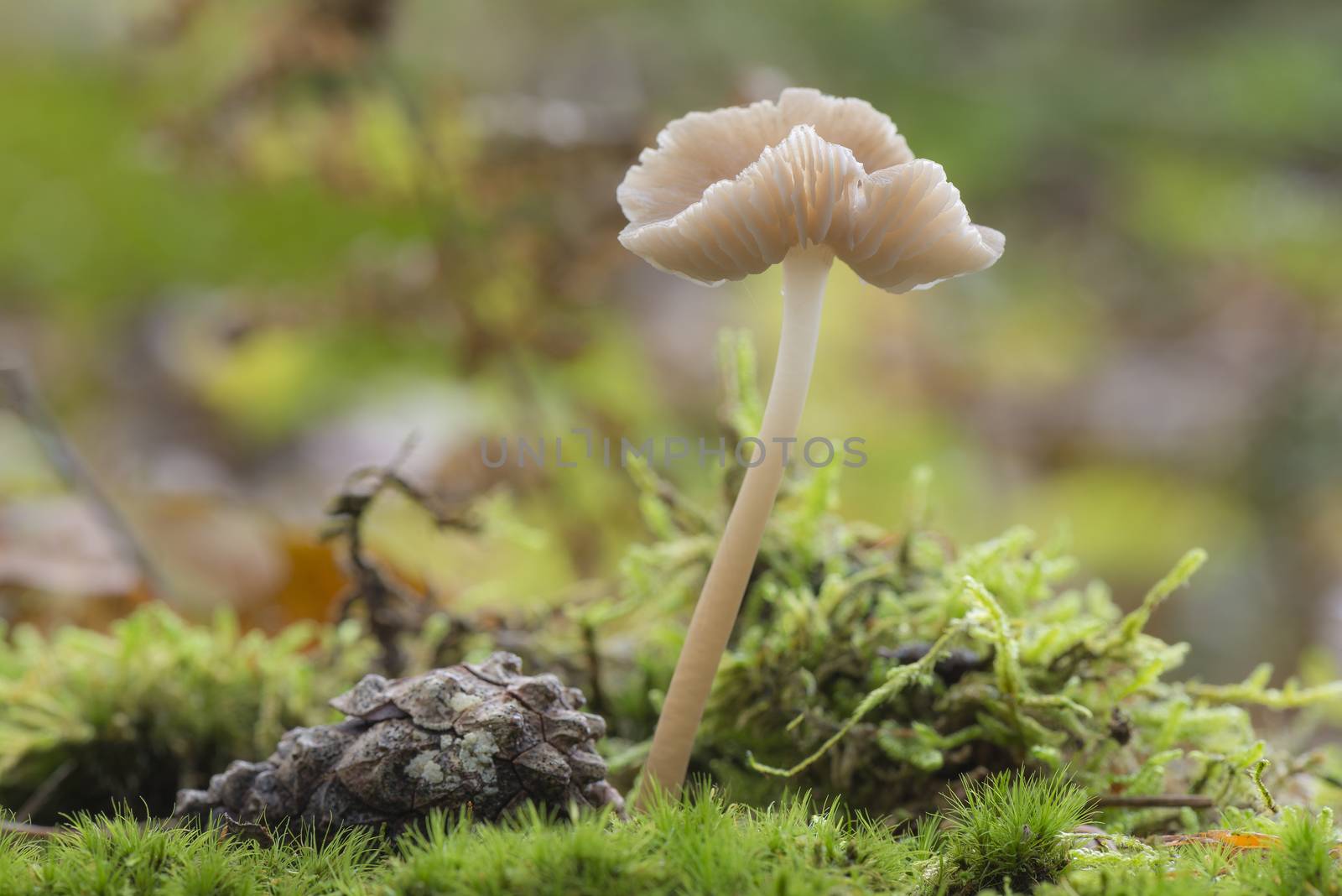 Mushroom called Mycena rosea
 by Tofotografie