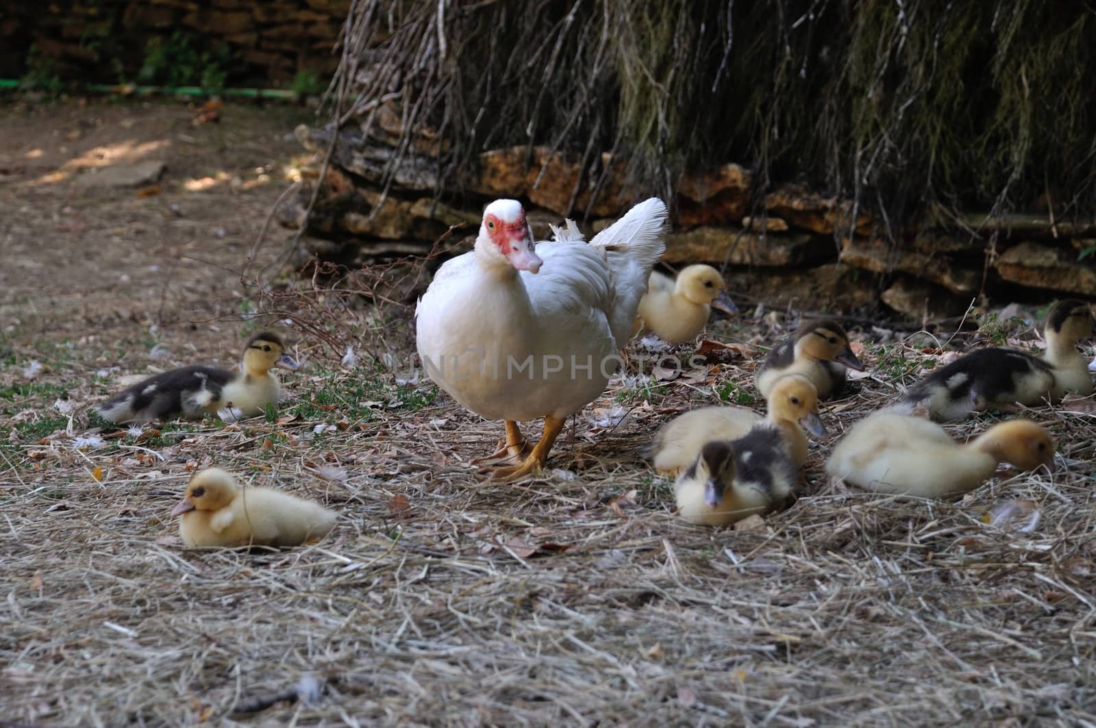 duck in a farmyard by BZH22