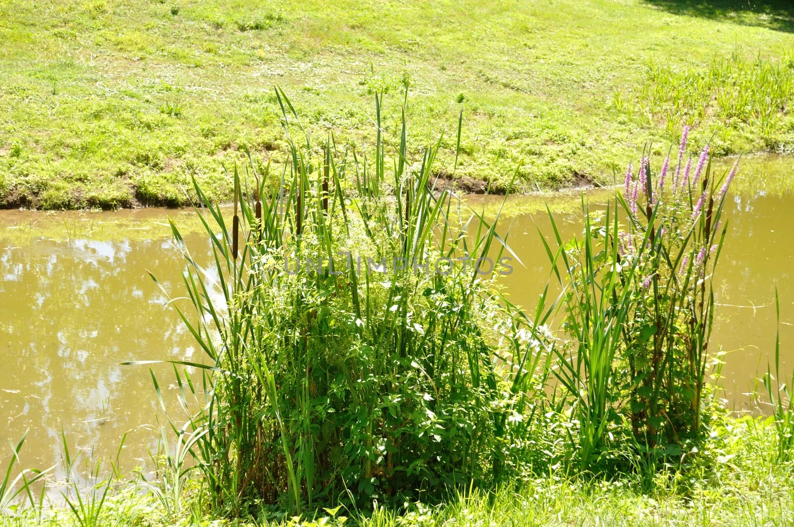 Pond in a meadow