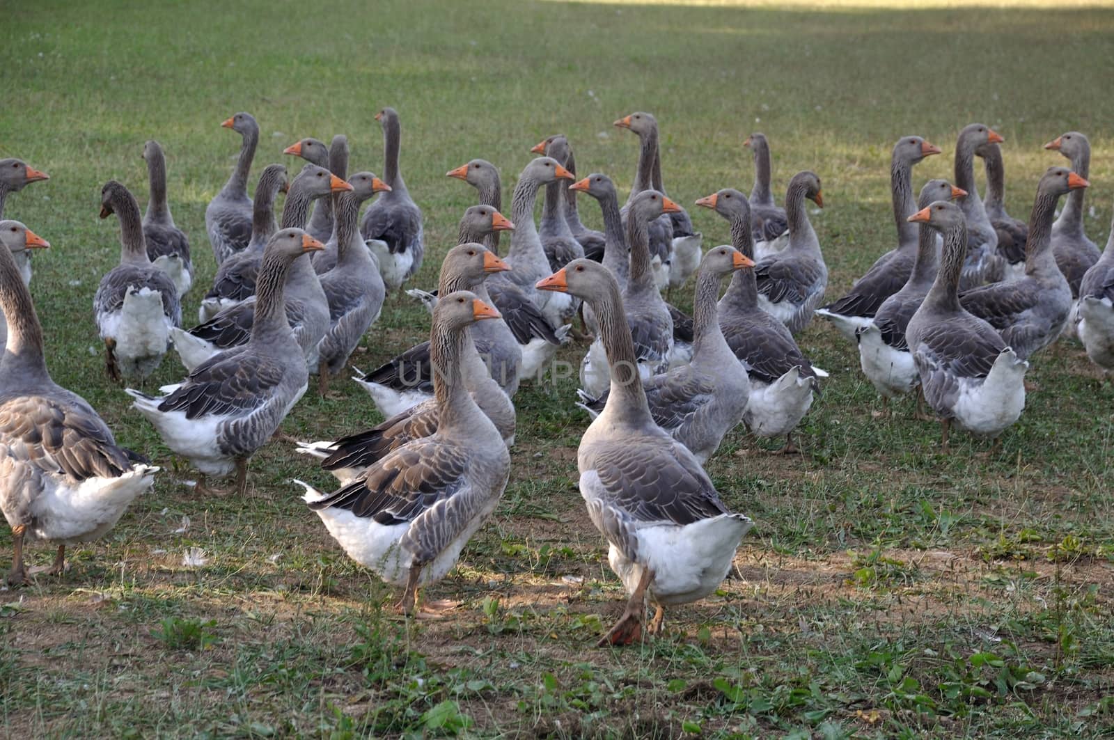 Farmed goose standing on grass in Dordogne