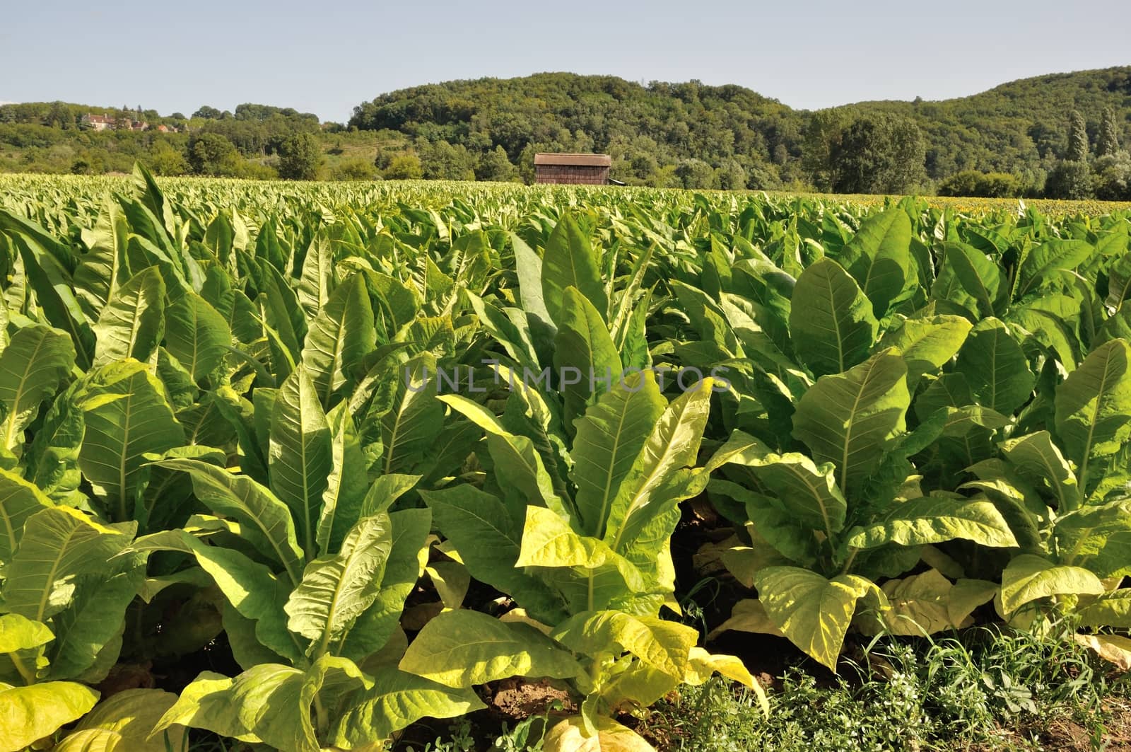 Rows of tobacco plants 