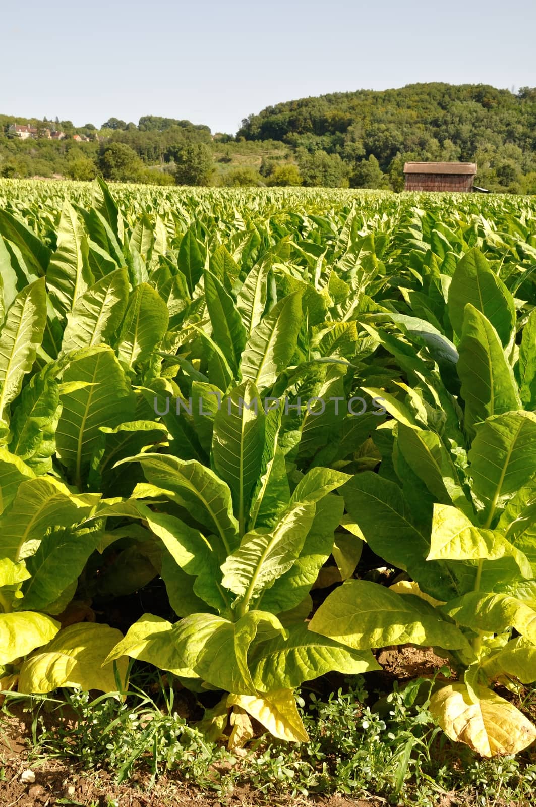 Rows of tobacco plants  by BZH22