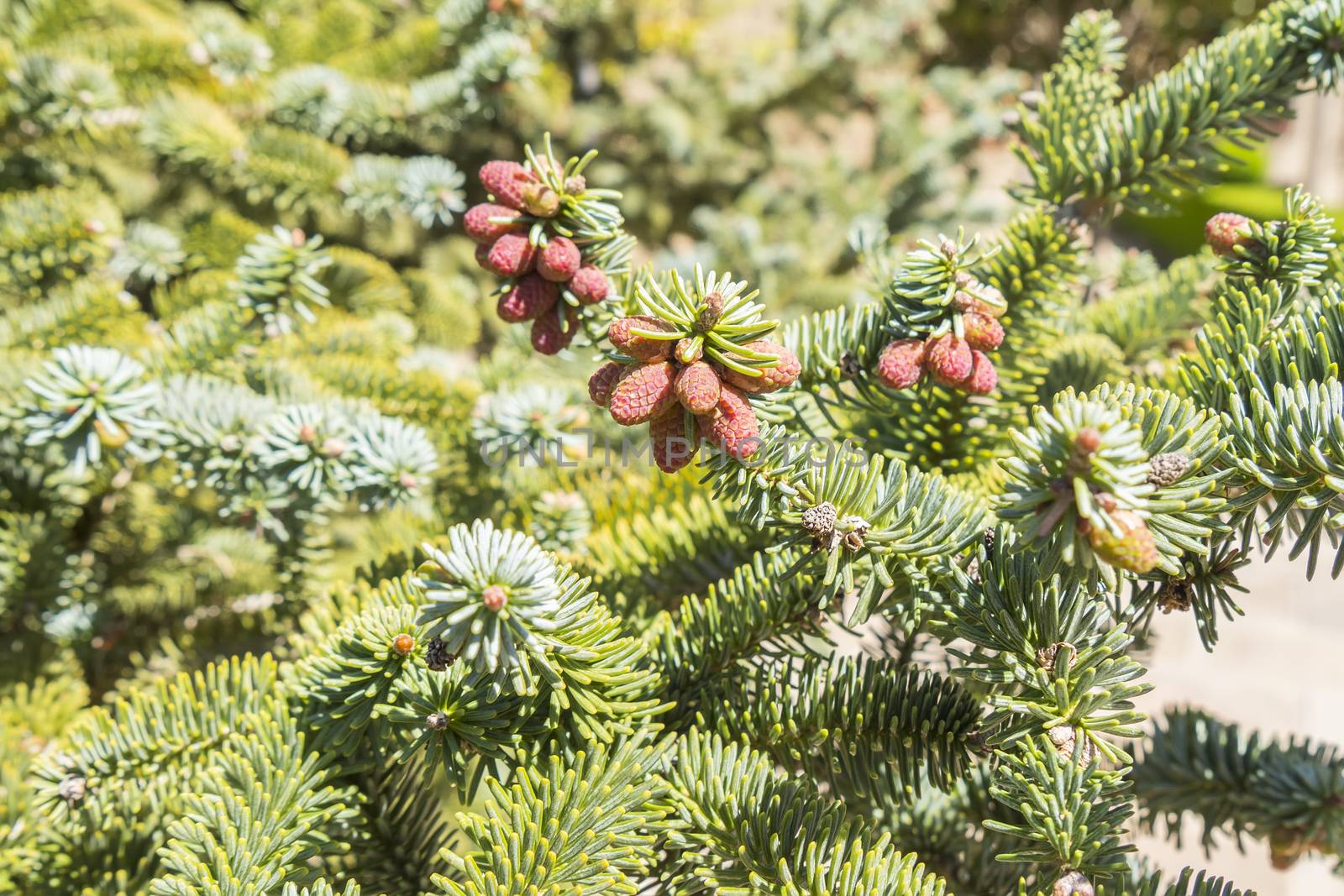 Abies pinsapo branches with fruits by max8xam