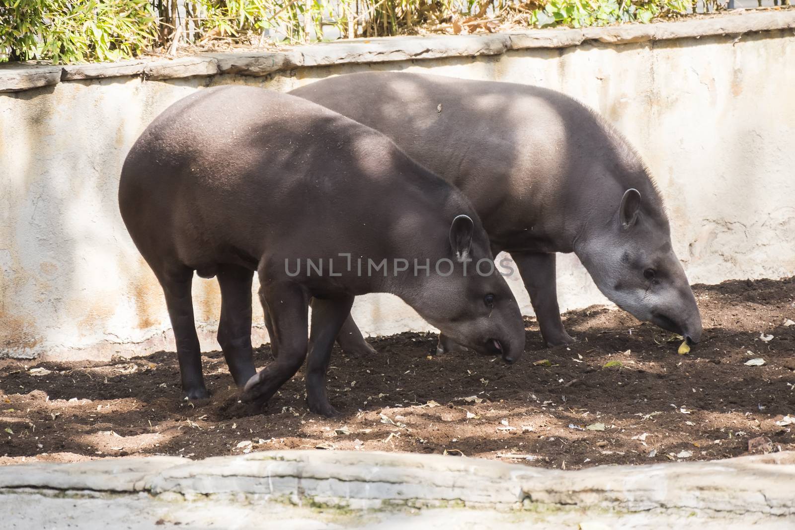 Two brazillian tapir looking for food on earth by max8xam