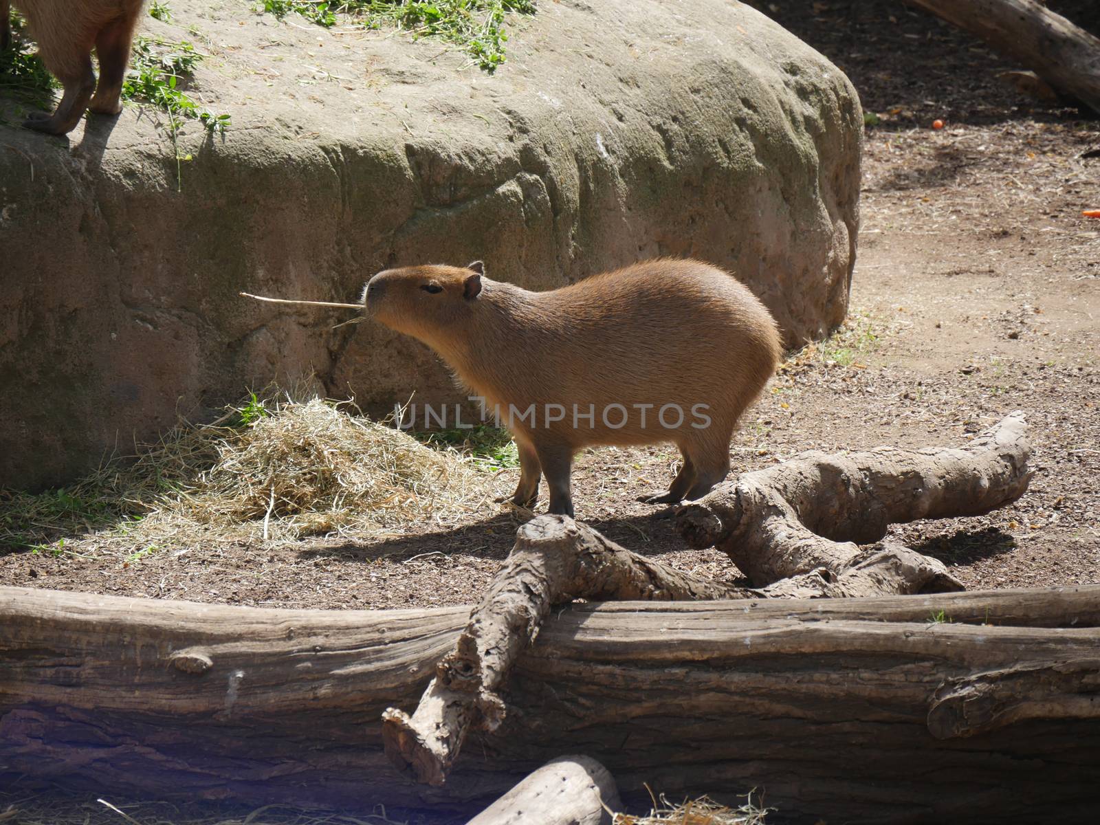 Capybara eating grass by max8xam