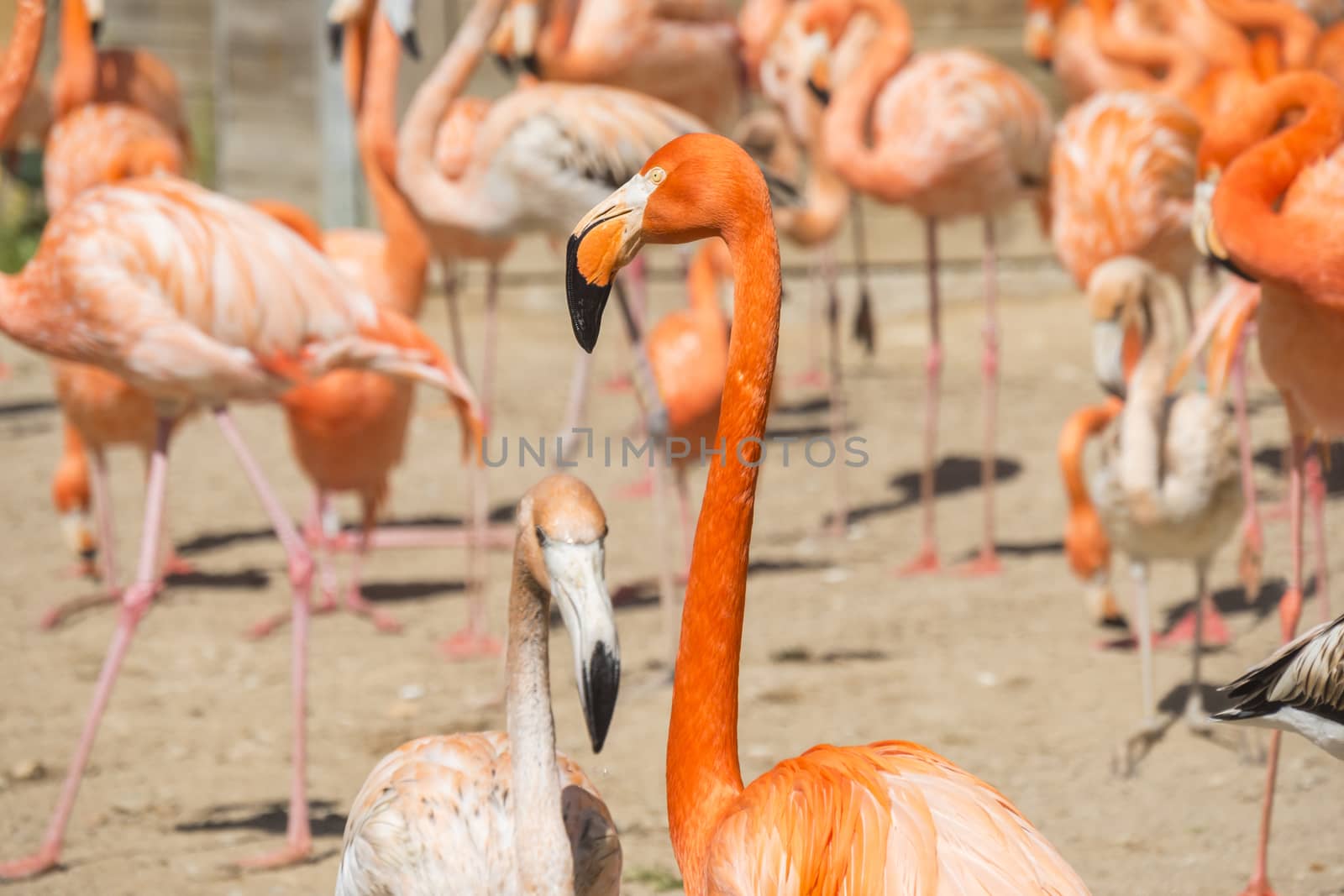 American flamingo group resting in the sun