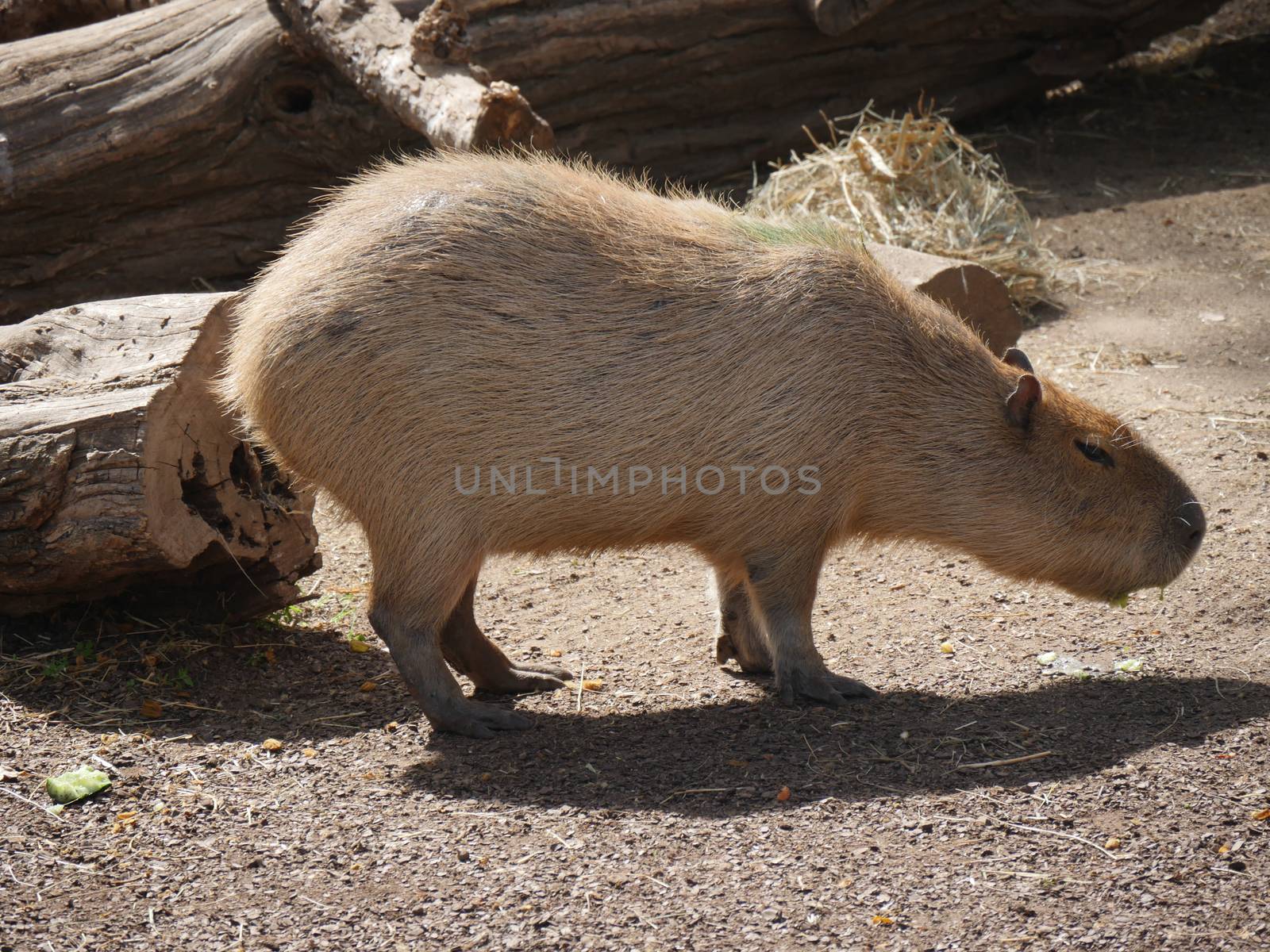 Capybara resting under the sun