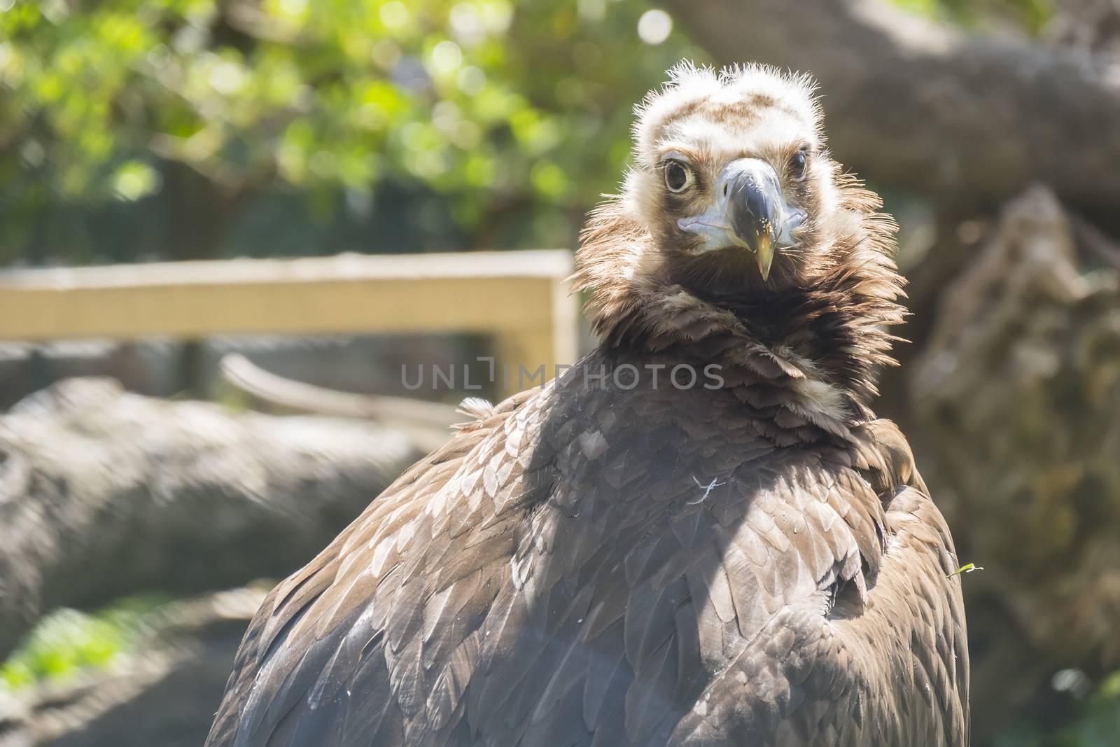 Black vulture resting quietly sunbathing