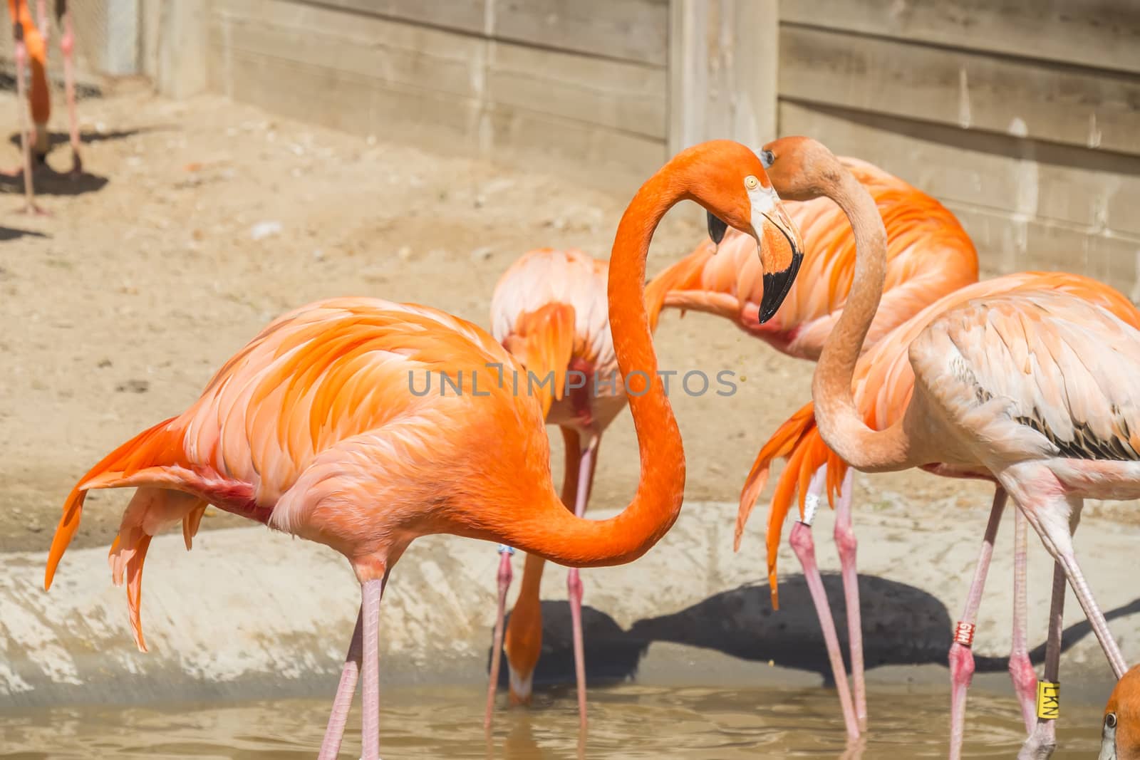 American flamingo group resting in the sun by max8xam