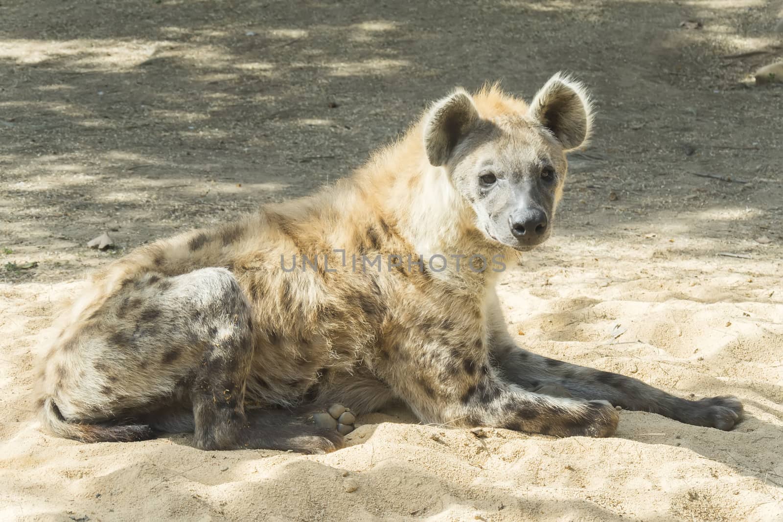 One Spotted hyaena staring at something by max8xam