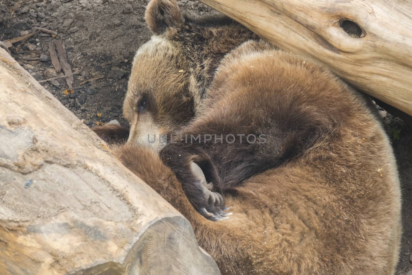 Brown bear sleeping among some trunks