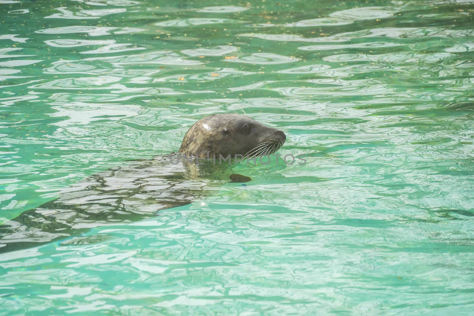 Seal in water with head protruding