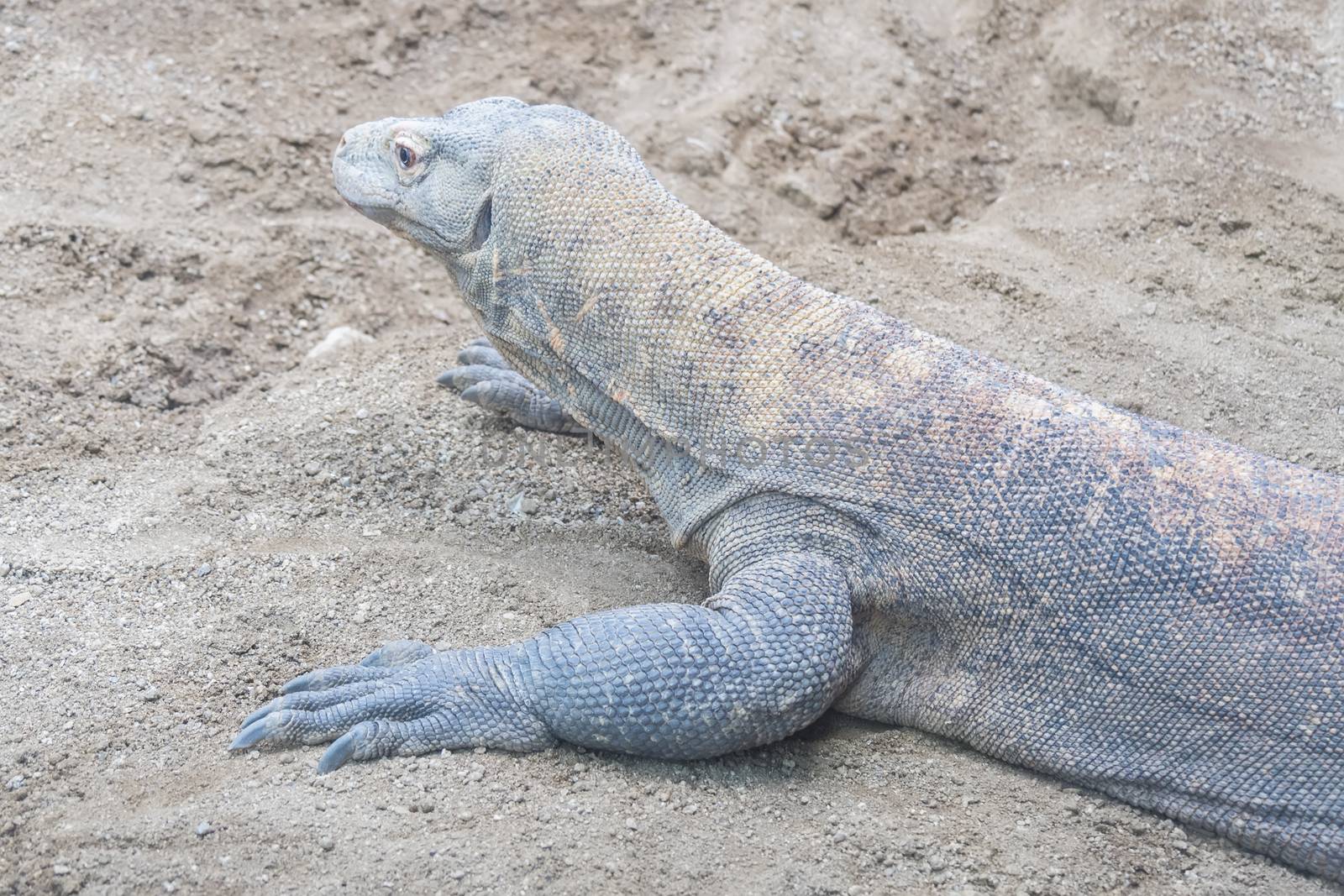 Komodo dragon resting on the sand