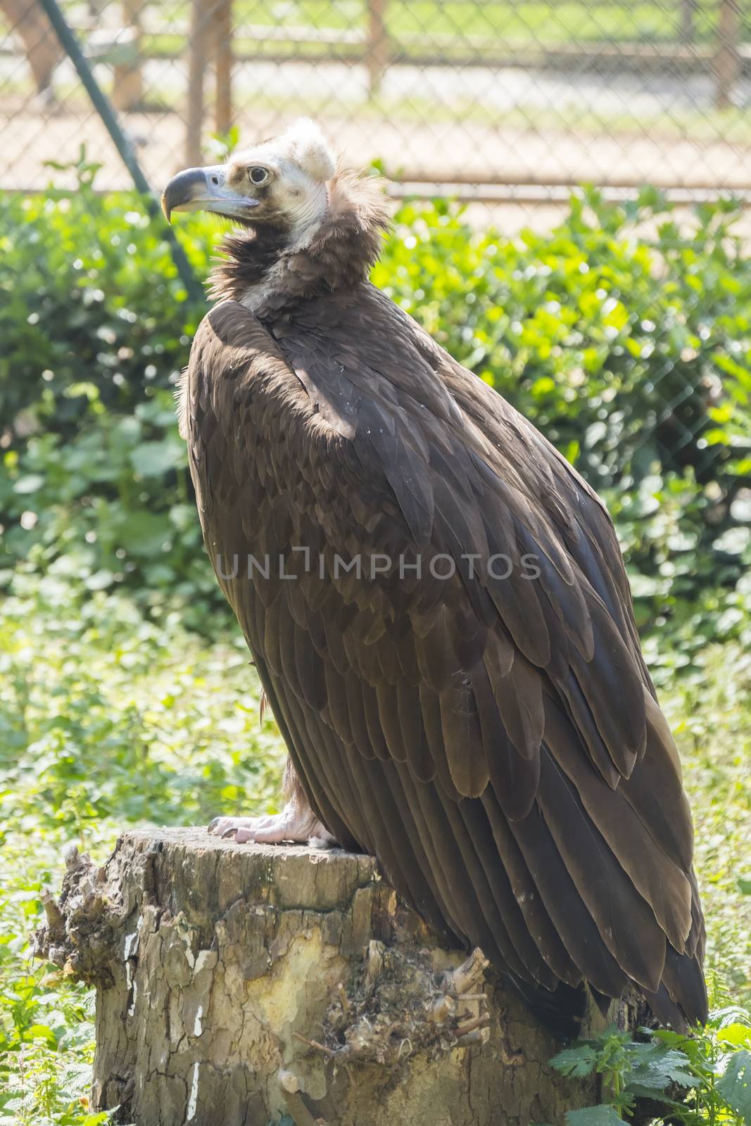 Black vulture resting on a stump