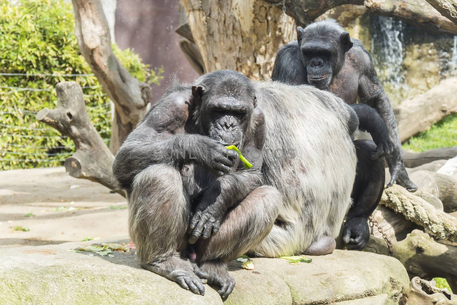 Group of entertaining chimpanzees by max8xam