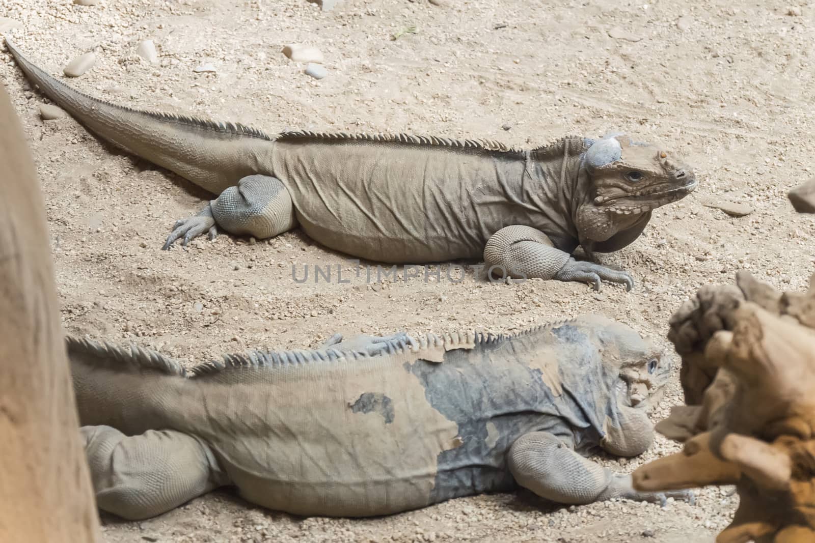 Two rhinoceros iguanas resting on the sand by max8xam