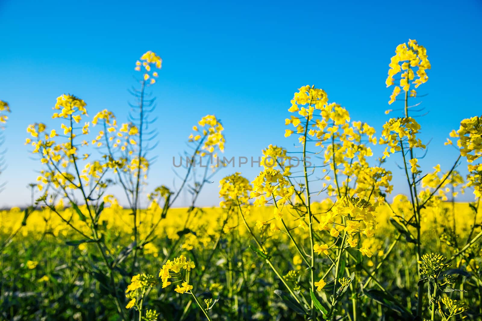 Canola flowers, colza. Blooming rapeseed flowers close-up in spring