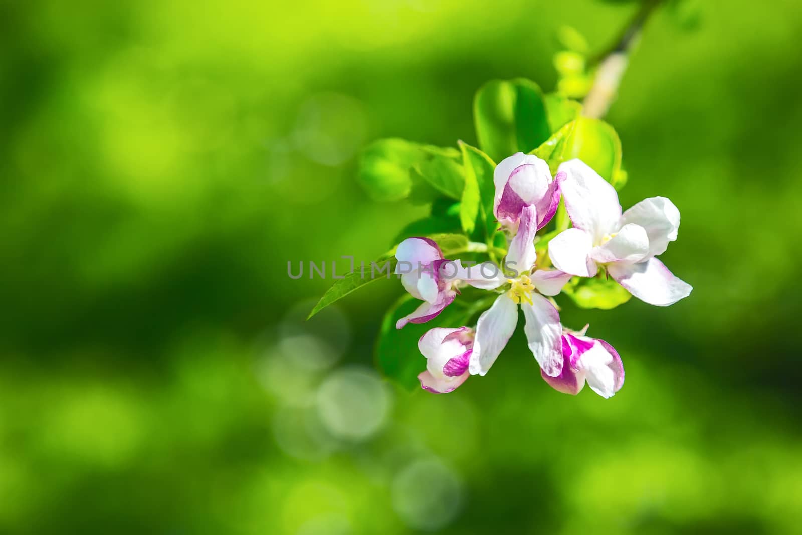 Fruit tree blossom close-up. Shallow depth of field