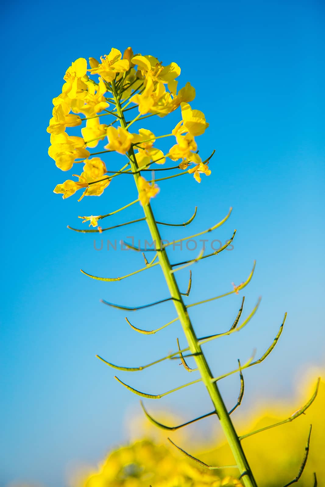 Canola flowers, colza. Blooming rapeseed flowers close-up in spring