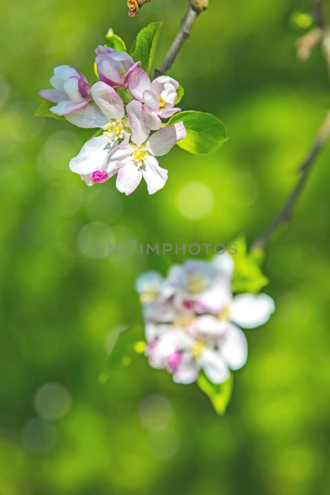 Fruit tree blossom close-up. Shallow depth of field by pixinoo
