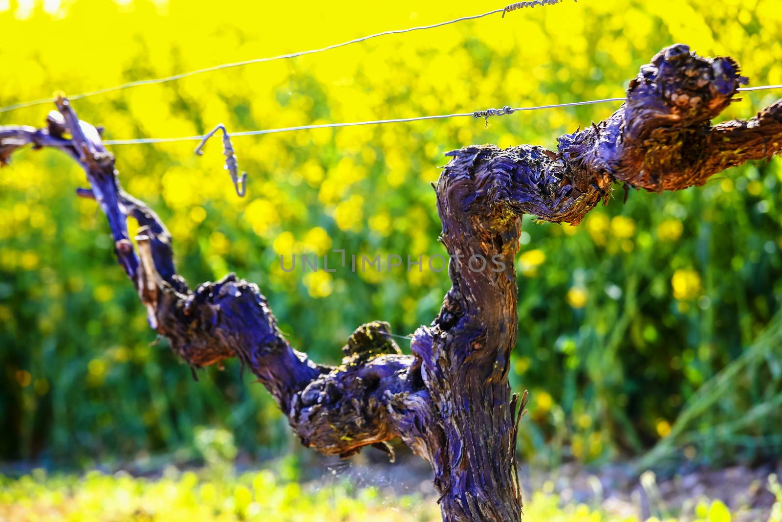 Vine during spring in vineyard with yellow field on background by pixinoo