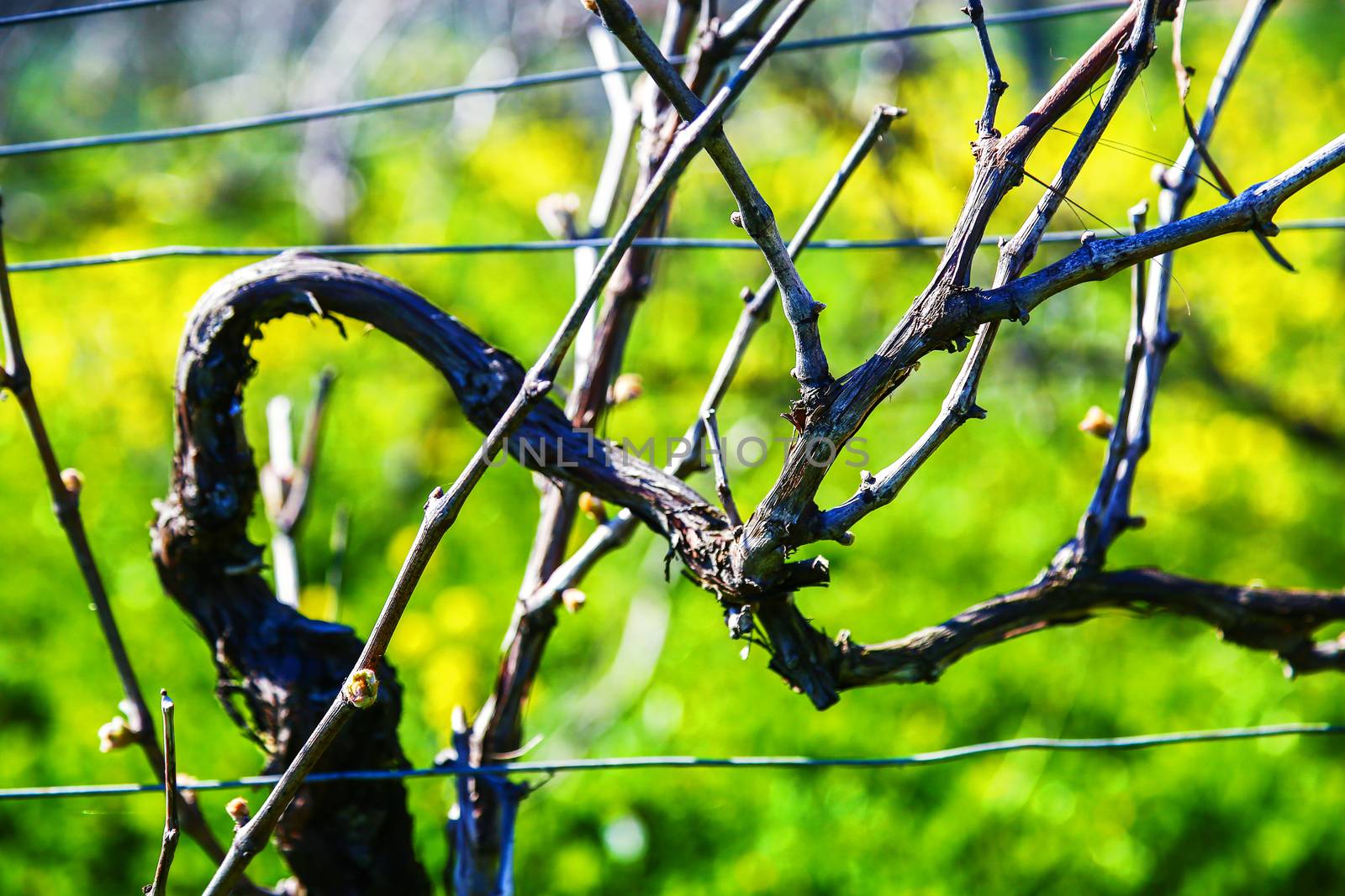 Vine during spring in vineyard with yellow field on background