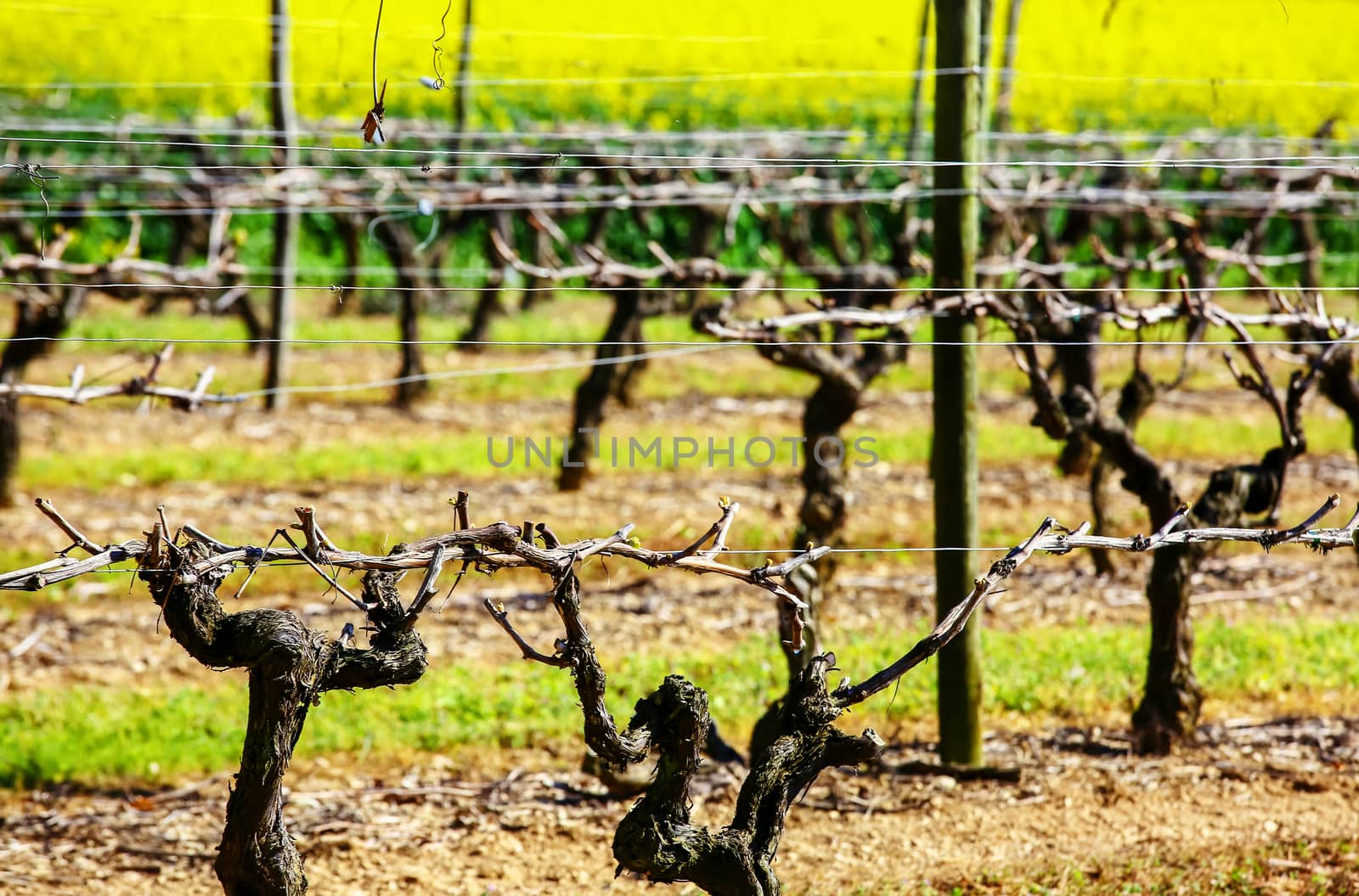 beautiful rows of grapes before harvesting in a french vineyard