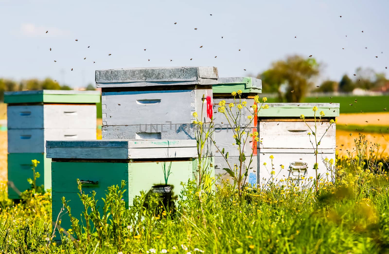beehives in corner of sunflower field by pixinoo