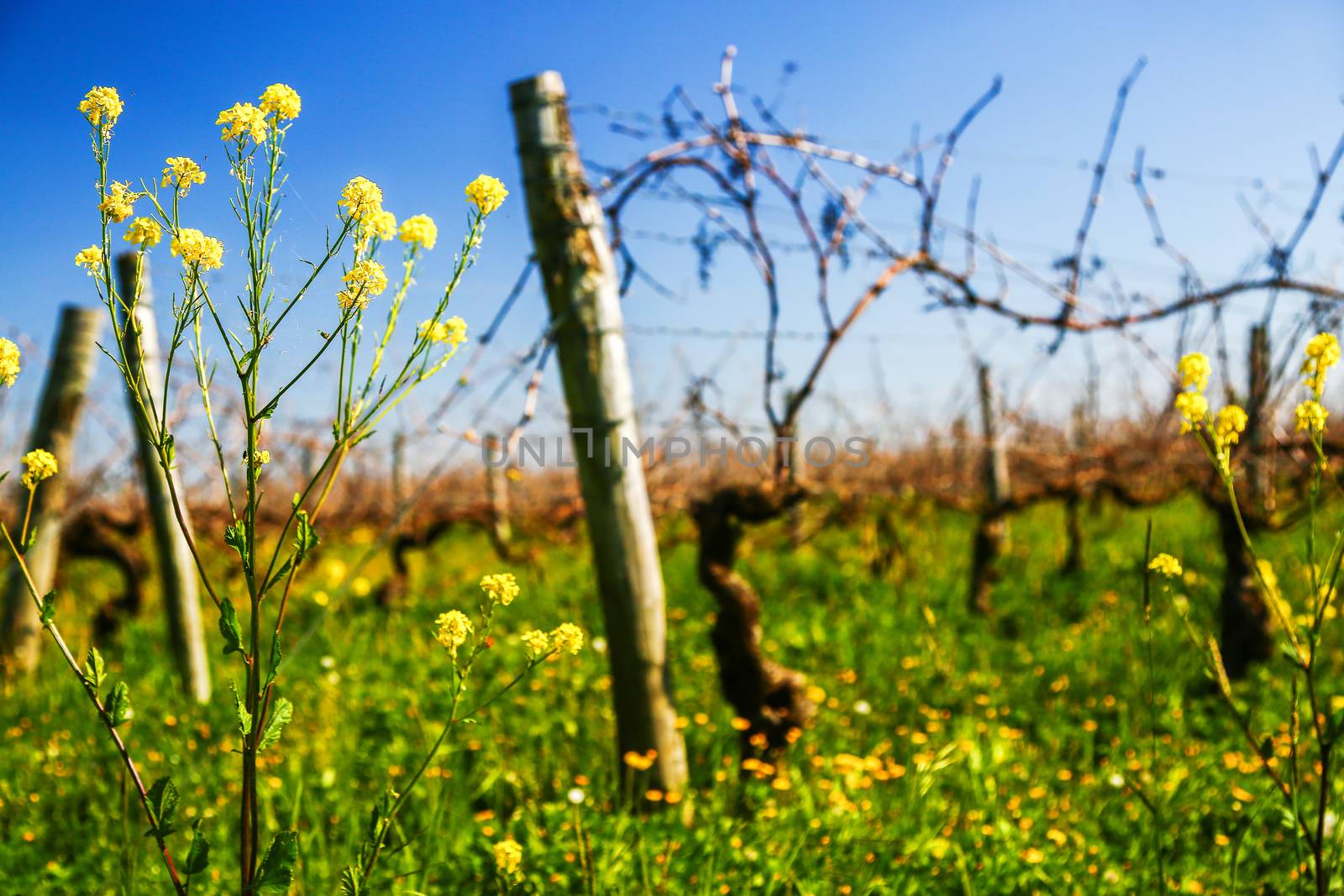 Vine during spring in vineyard with yellow field on background by pixinoo