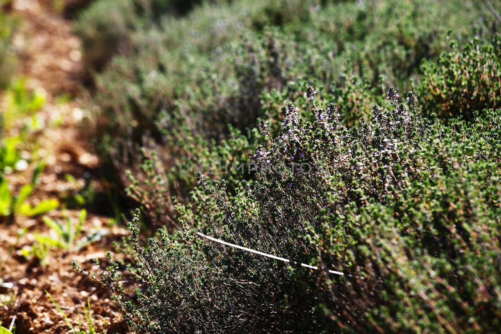 closeup on thyme in a field during spring
