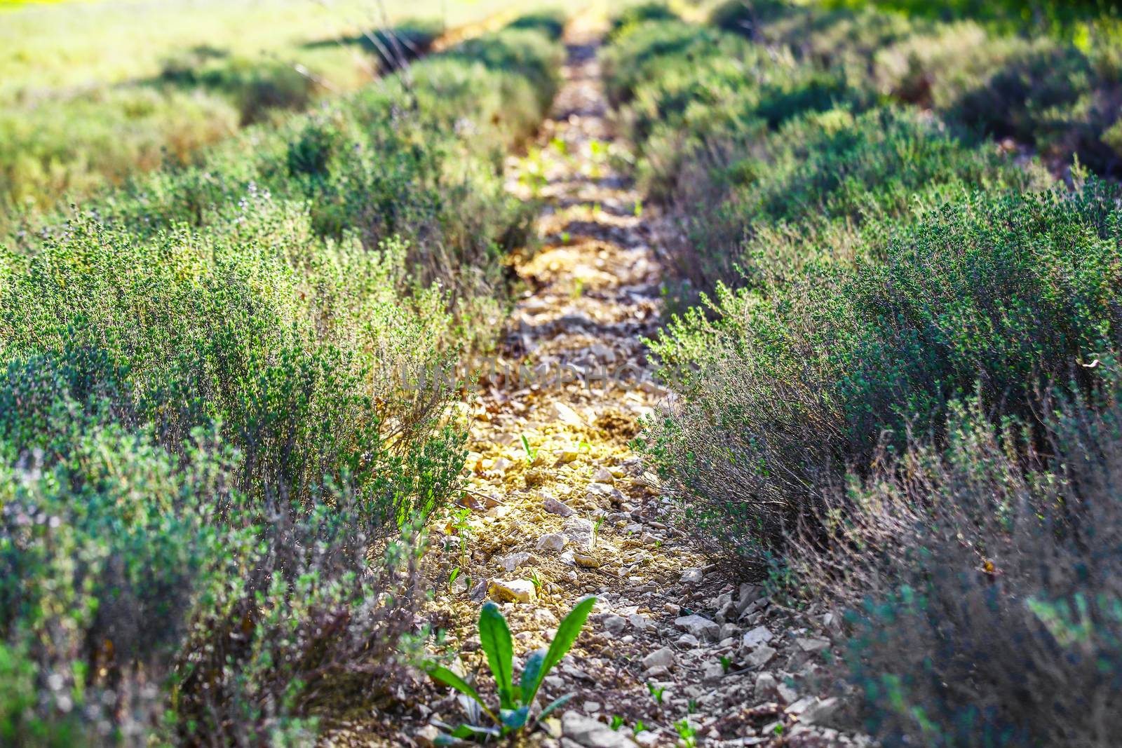 row field of thyme during spring by pixinoo