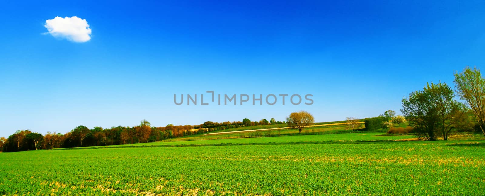 Field of green wheat with blue sky and one cloud. by pixinoo