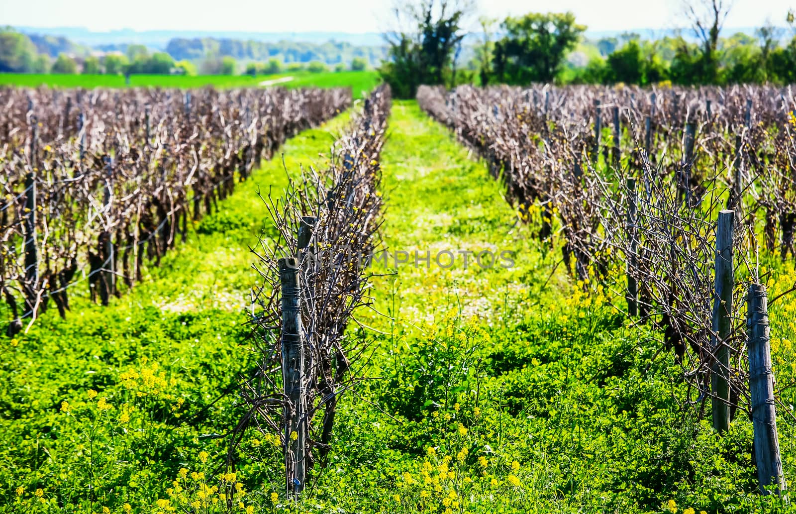 beautiful rows of grapes before harvesting in a french vineyard