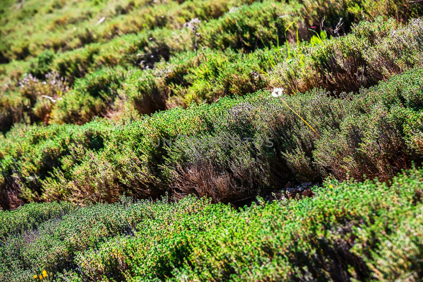 row field of thyme during spring by pixinoo