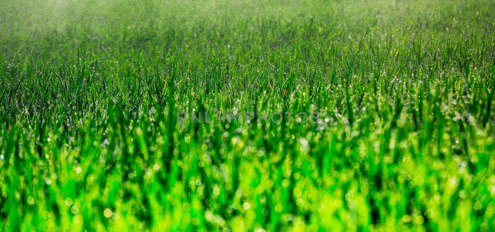 Young corn grows in a field that has just been watered by pixinoo