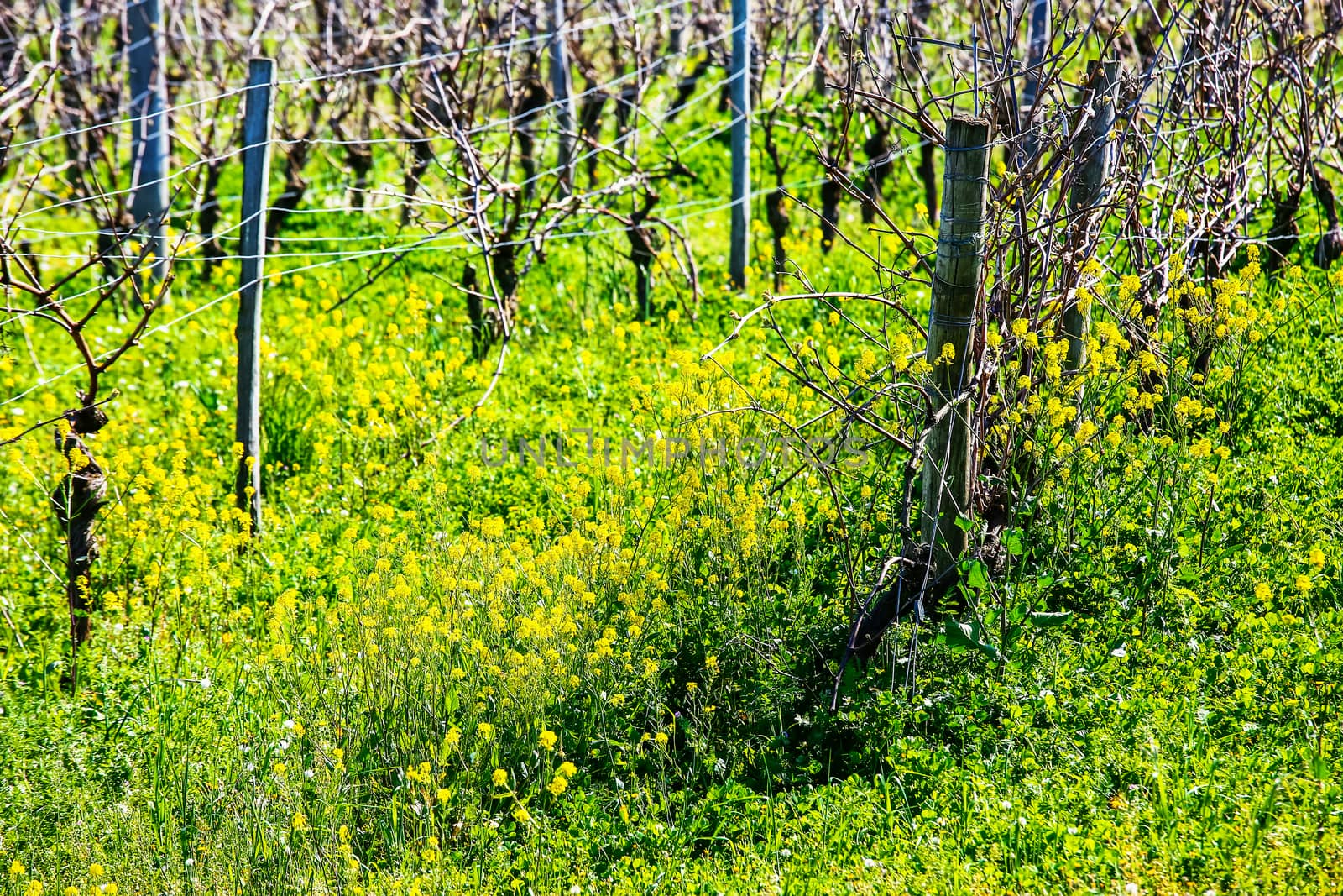 beautiful rows of grapes before harvesting in a french vineyard