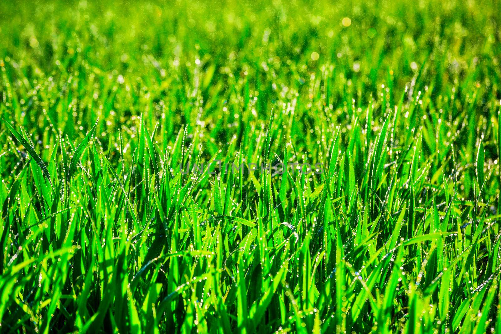 Young corn grows in a field that has just been watered