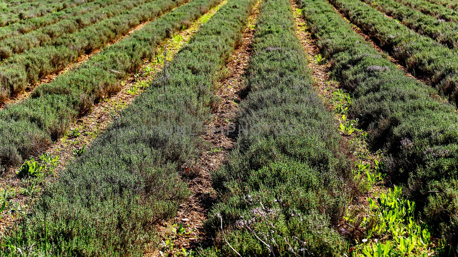 row field of thyme during spring by pixinoo