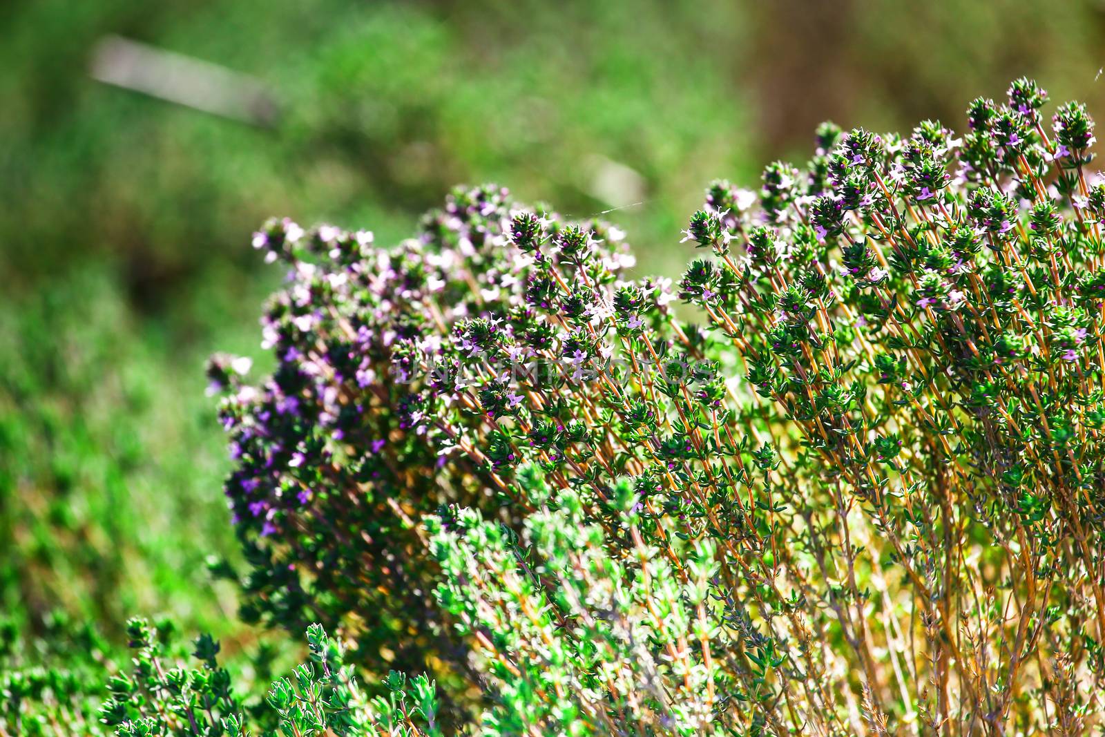 closeup on thyme in a field during spring by pixinoo