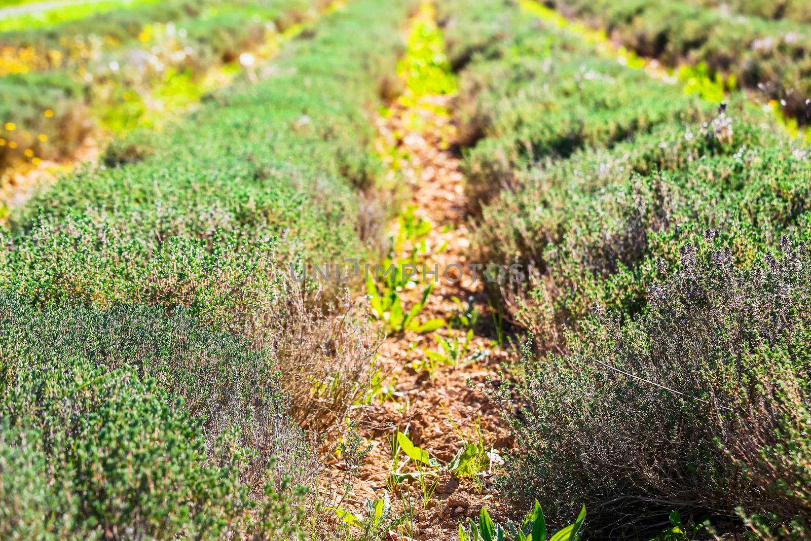 row field of thyme during spring by pixinoo